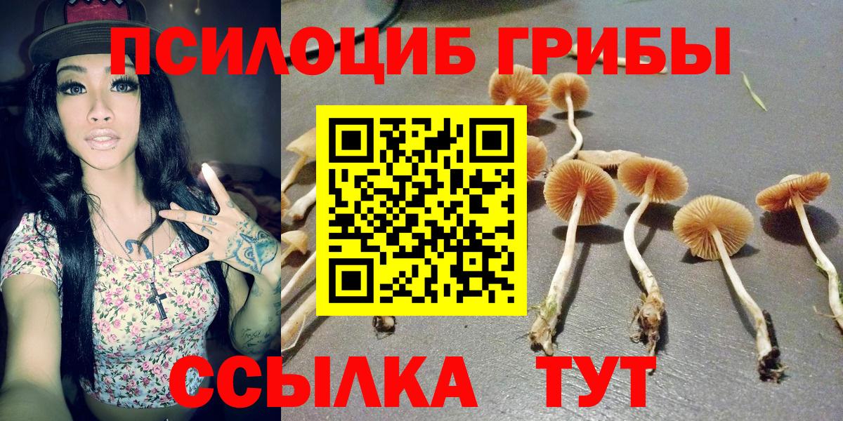 Кизляр  Псилоцибиновые грибы Cubensis  сколько стоит  Псилоцибиновые грибы прущие грибы  Вход с VPN 